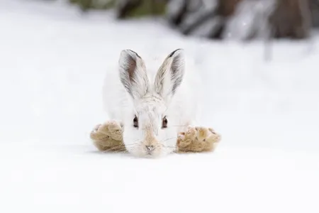Captured mid-hop, the floppy feet of a white hare were indeed good luck for this photographer.