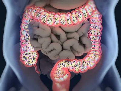 The human gut is filled with trillions of microbes.