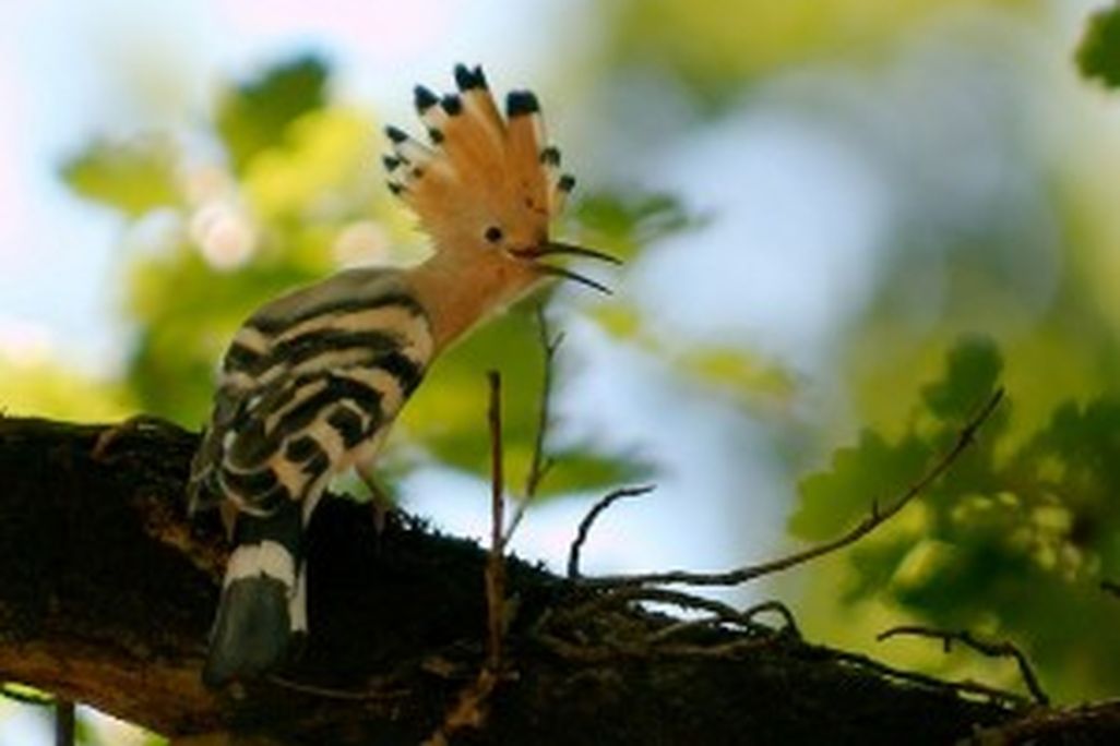 20110520102258777px-Upupa_epops_1_Luc_Viatour-300x231.jpg