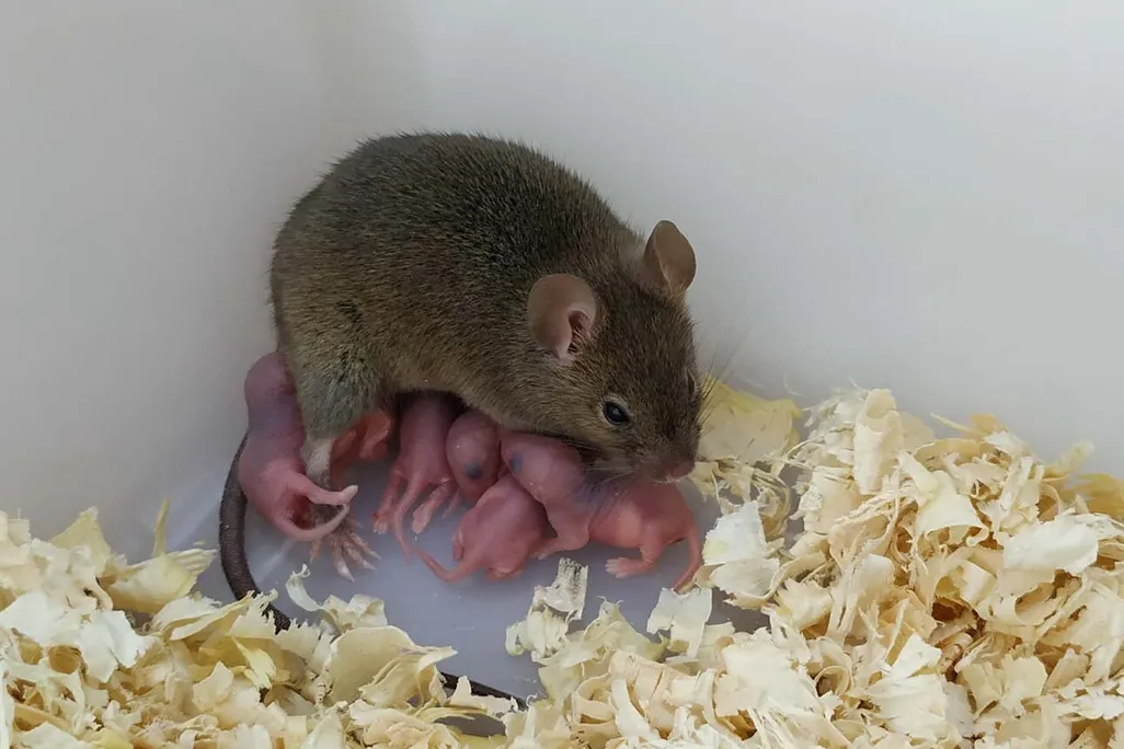 A mouse and its babies