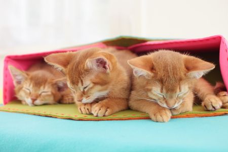 Napping now might mean better memory later. 