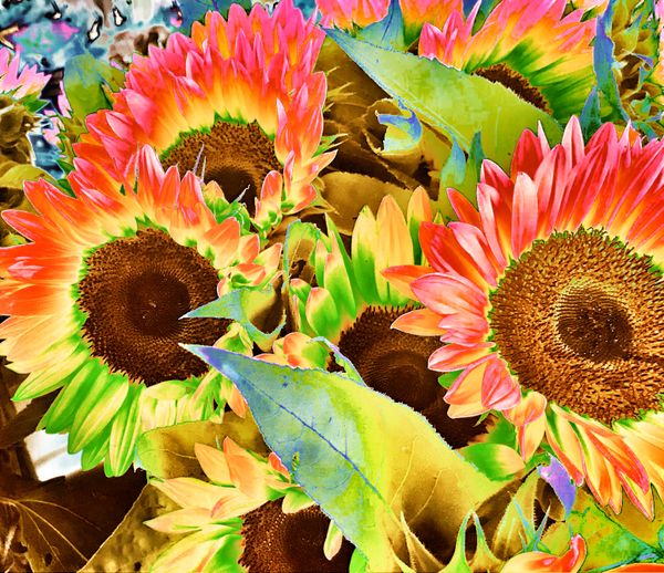 Vibrant Sunflowers thumbnail