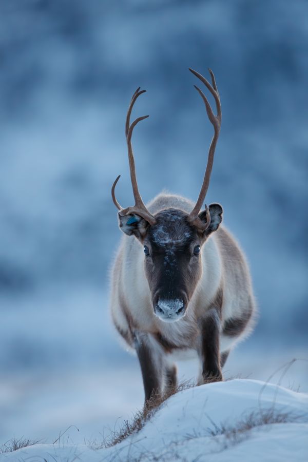 A curious reindeer thumbnail