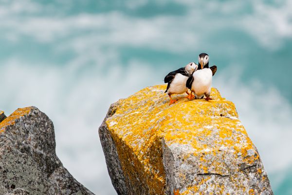 Nesting Atlantic puffins lean on each other thumbnail