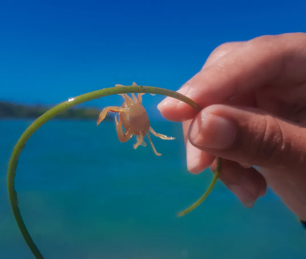 A tiny crab dangles from a strand of seagrass caught between a person's fingers.