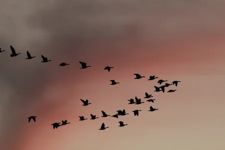 Migrating waterbirds over South Dakota&rsquo;s Huron Wetland Management District on North America&rsquo;s Central Flyway.