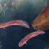 A Vietnam Veteran Collected Fossils for 66 Years. One, Mislabeled 'Baby Lamprey,' Made Paleontologists Reconsider How Vertebrates Moved From Water to Land icon