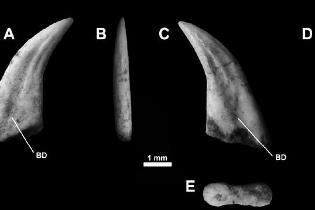 20110520083245Buitreraptor-tooth.jpg