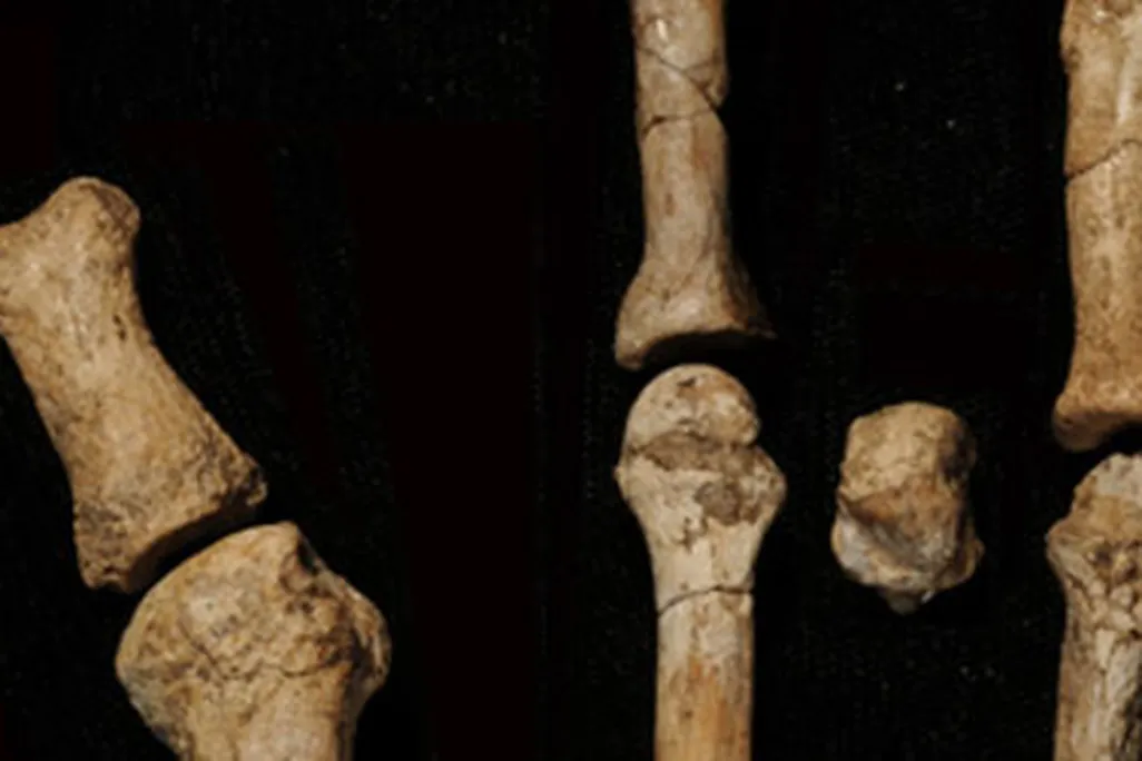 The eight bones of the new fossil foot discovered in Ethiopia. 