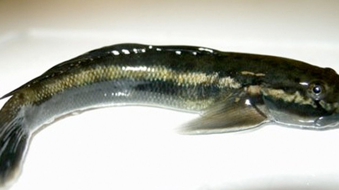Algae Eating Goby