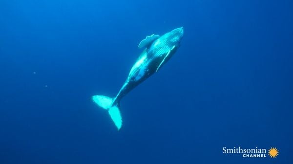 Preview thumbnail for Male Humpback Whales Perform This Mysterious Song on Loop