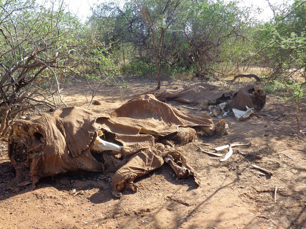 The remains of two adult elephants whose faces have been hacked off by poachers who killed the animals for their tusks. Photo: Chris Leadisimo