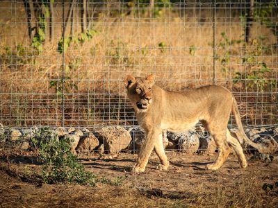 A female lion prowls inside one of the temporary enclosures at Liwonde National Park. The lions spent a few weeks acclimating to their new homes before being released into the more than 200-square-mile preserve.