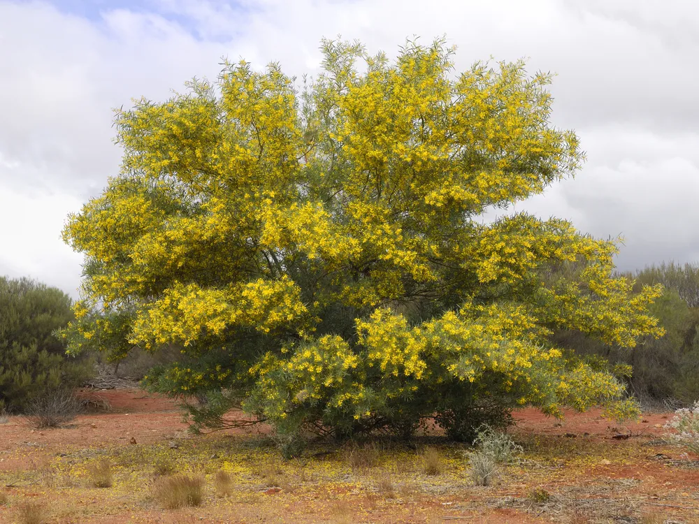 A view of a golden wattle plant in bloom, framed against the dark red ground of the western desert