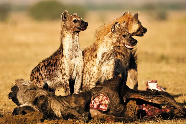 Spotted hyena