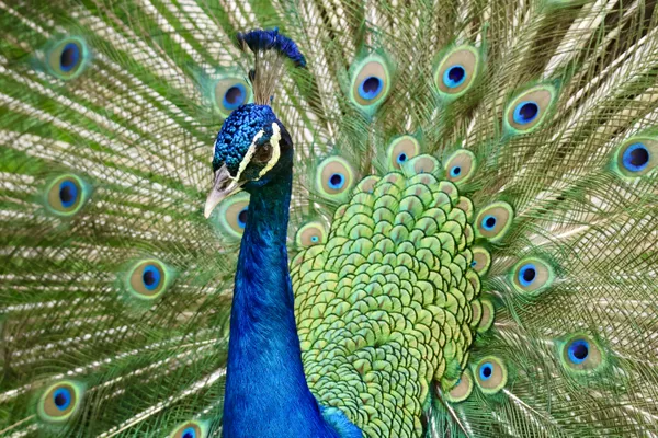 A pretty bird thumbnail