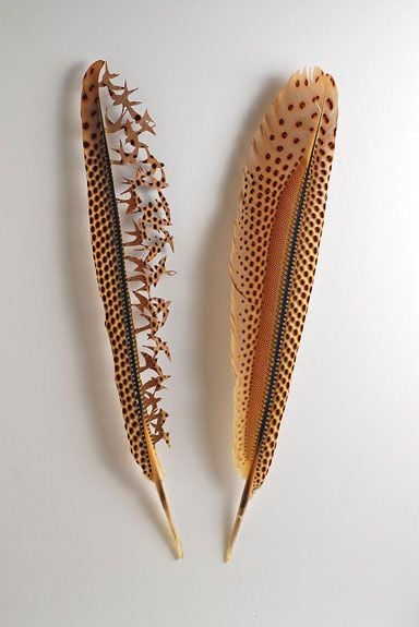 Great Argus pheasant wing feathers