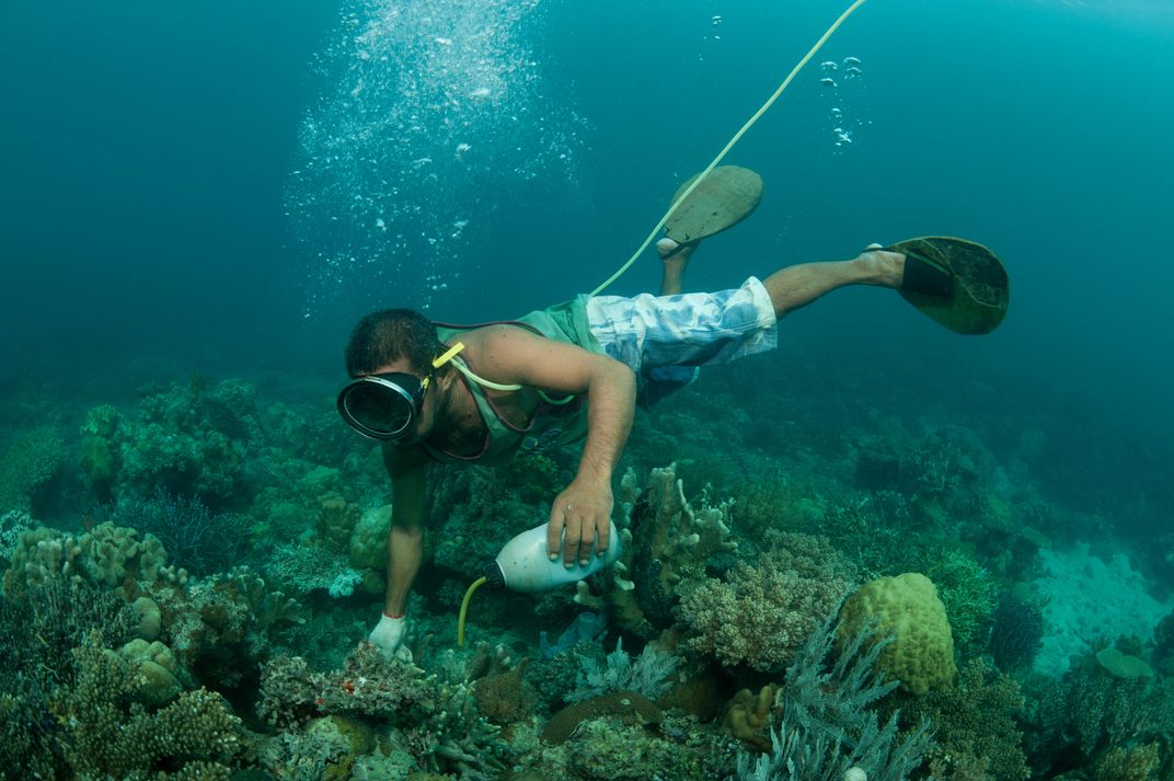 Soon, You Could Be Able to Tell if Your Aquarium Fish Was Caught With Cyanide