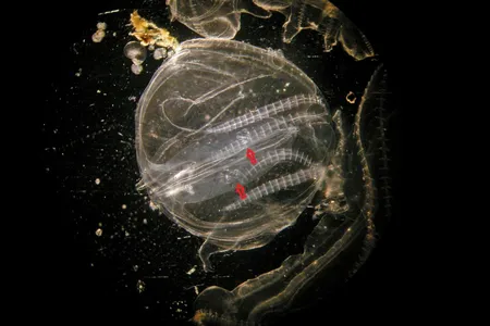 Comb jelly larvae, highlighted by red arrows, shown inside an adult.
