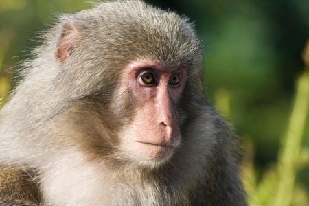 Macaques and humans seem to share the strength of knowing the limits of what they know.