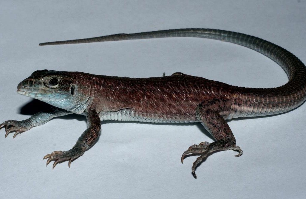 This New Lizard Species Evolved in a Lab