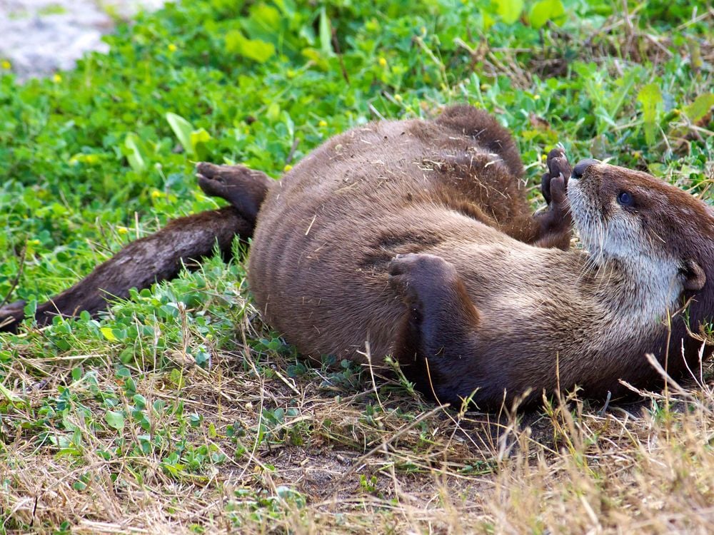 are otters canines