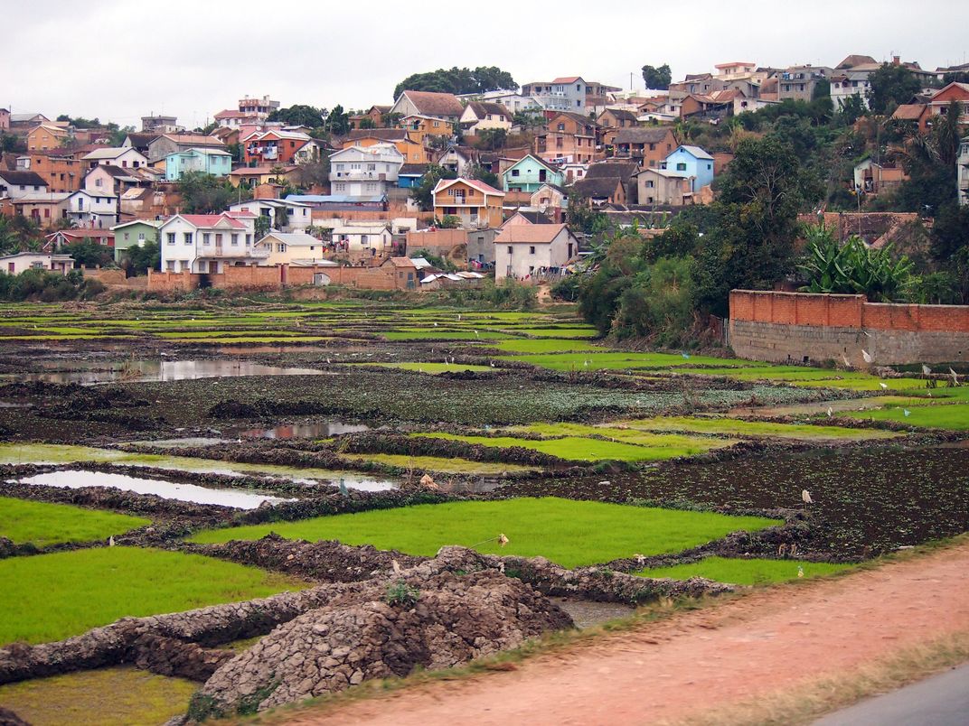 Rice fields in the suburbs | Smithsonian Photo Contest | Smithsonian ...