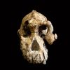 A 3.8-Million-Year-Old Skull Puts a New Face on a Little-Known Human Ancestor icon