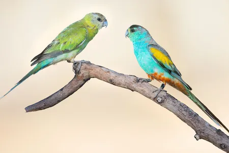 A female (left) and male (right) golden-shouldered parrot