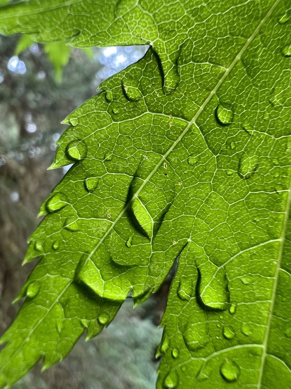 Raindrops on leaf thumbnail