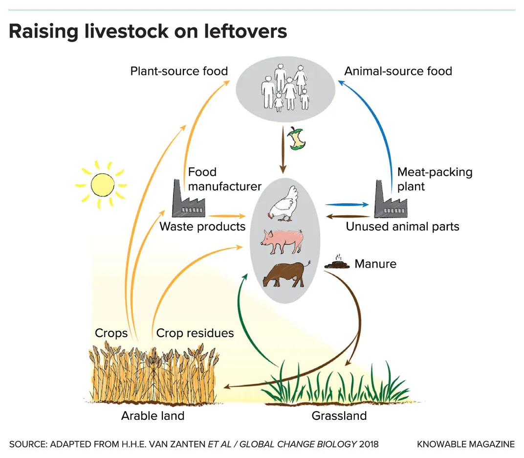 Raising Livestock on Leftovers
