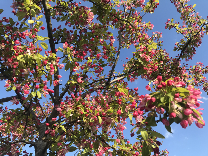 A photo of apple blossoms