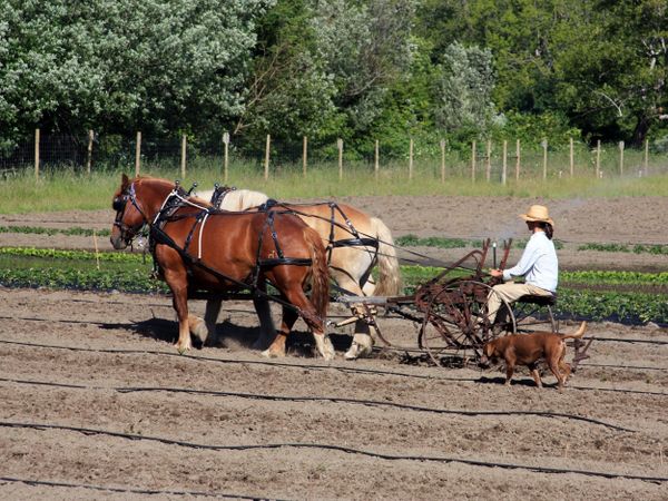 Organic Farming thumbnail
