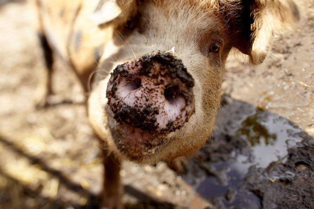 Pig