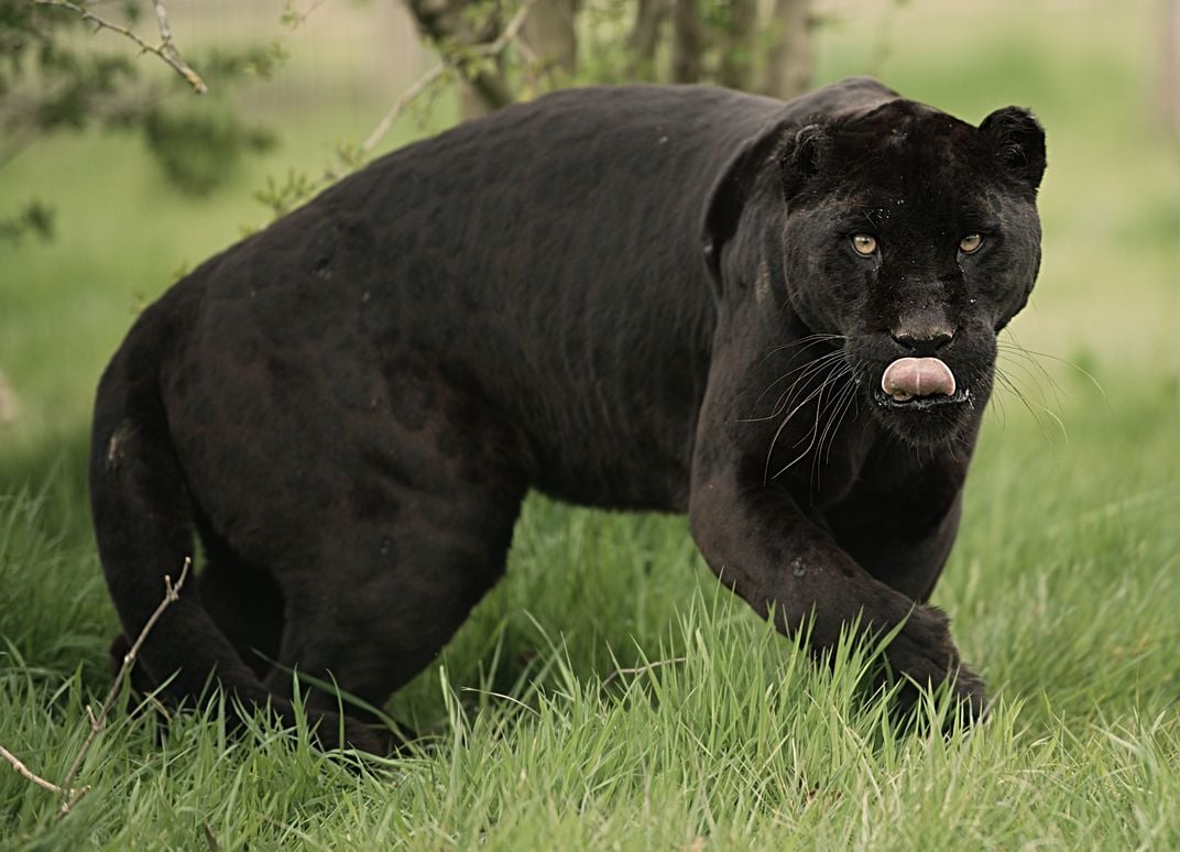 animal black panthers