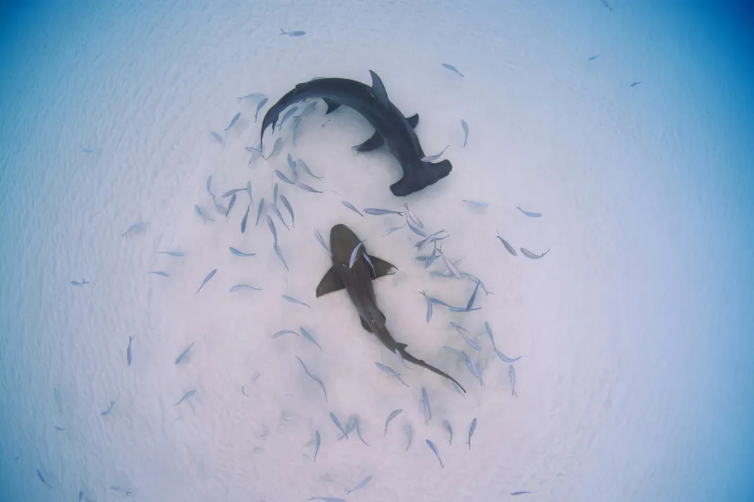 2 sharks swim in circle