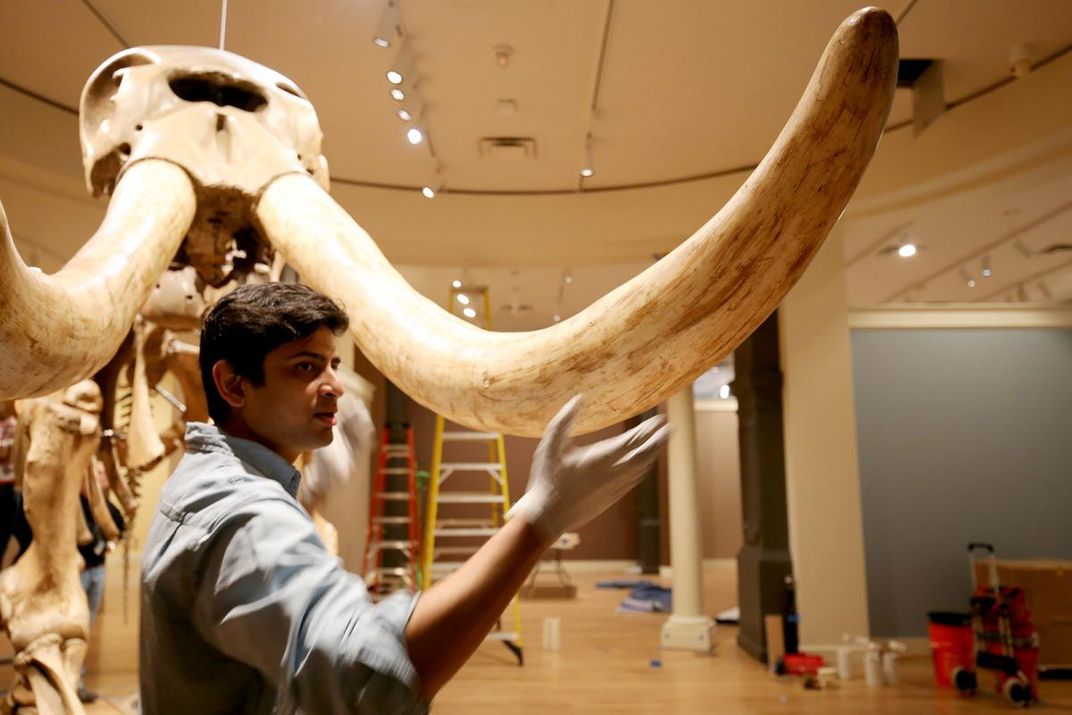 A photograph of a man inspecting tusks.