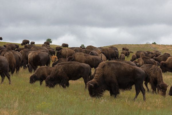 Herd of Buffalo during round-up time in South Dakota thumbnail