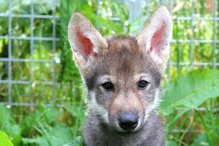 A wolf puppy named Flea, among 13 pups tested in a new study. Sadly, Flea does not fetch.