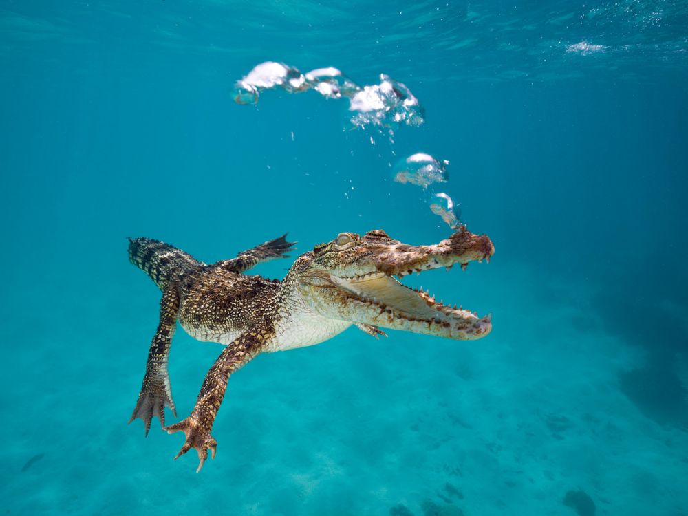 The Crocodile Hunter’s Family Shares His Controversial Approach to Studying the Crocs