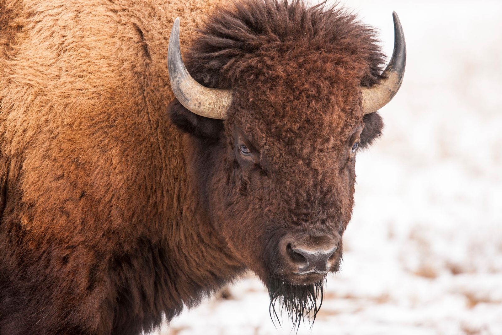 The Bison Is Now the Official Mammal of the United States | Smart News|  Smithsonian Magazine