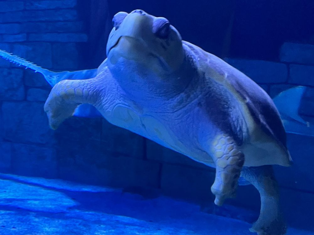 Todd the Turtle | Smithsonian Photo Contest | Smithsonian Magazine