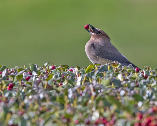 Cedar Waxwing with a Breakfast Berry thumbnail