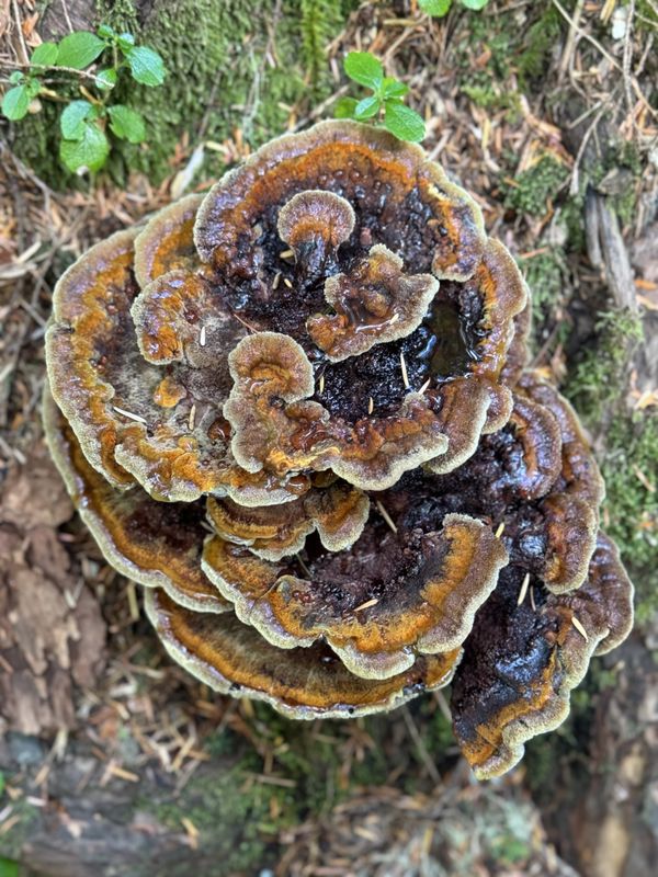 Wild mushroom discovery on hike to Lena Lake thumbnail