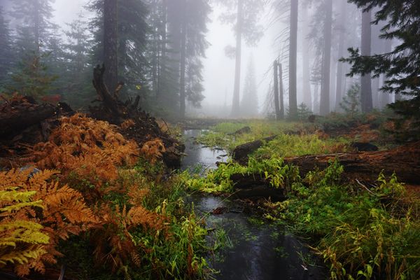 Fog-shrouded autumnal vegetation at Sequoia National Forest thumbnail