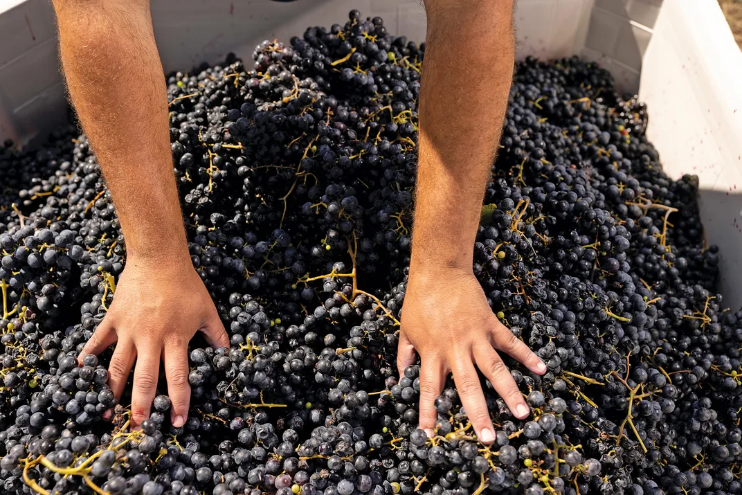 Jean-Louis Horvilleur, TerraVox’s winemaker, prepares Delicatessen grapes for processing.
