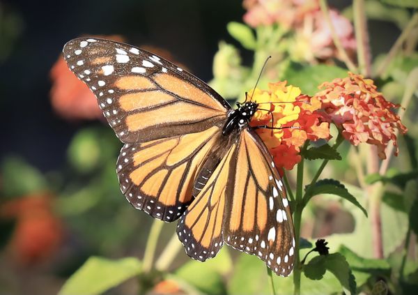 Beautiful Monarch thumbnail