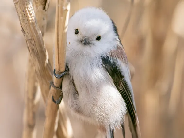 Wild Marshmallow thumbnail