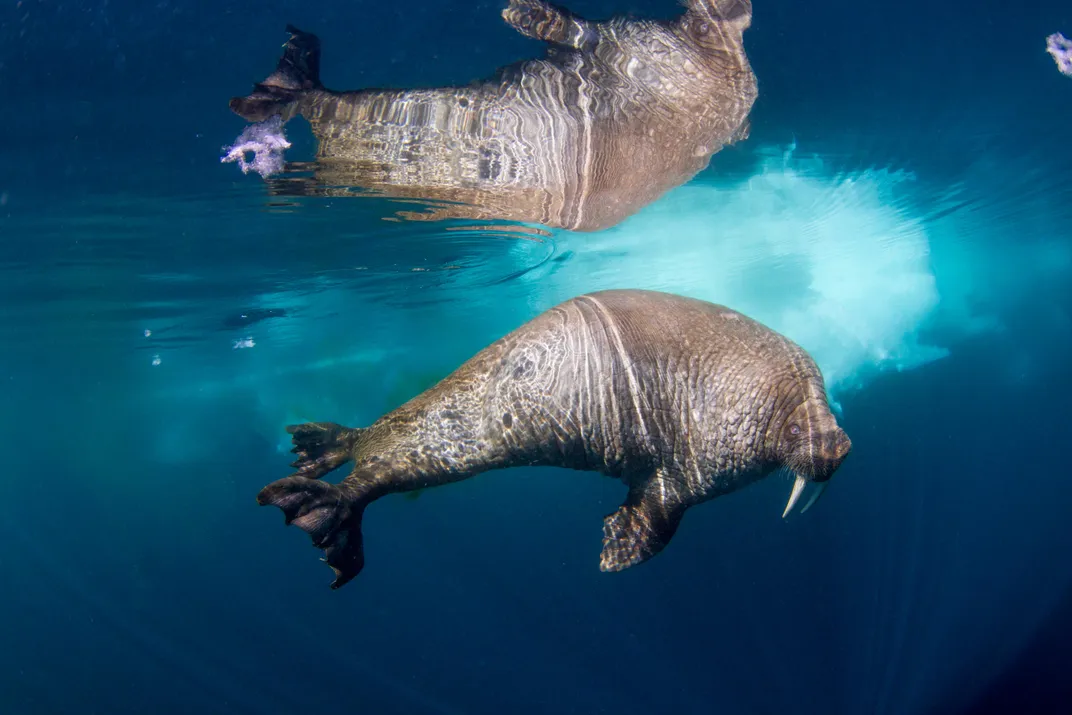 Inuit Wisdom and Polar Science Are Teaming Up to Save the Walrus