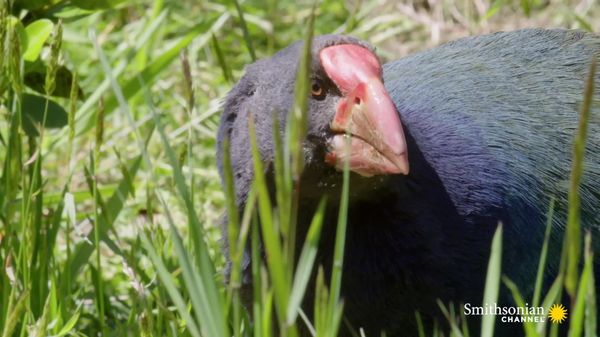 Preview thumbnail for A Rare Pair of Chicks for the Exotic and Endangered Takahe